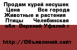 Продам курей несушек › Цена ­ 350 - Все города Животные и растения » Птицы   . Челябинская обл.,Верхний Уфалей г.